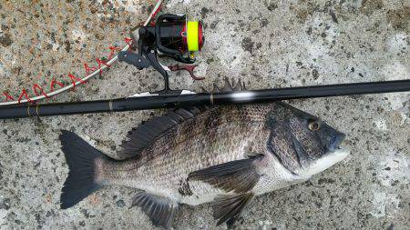 乗っ込みシーズン